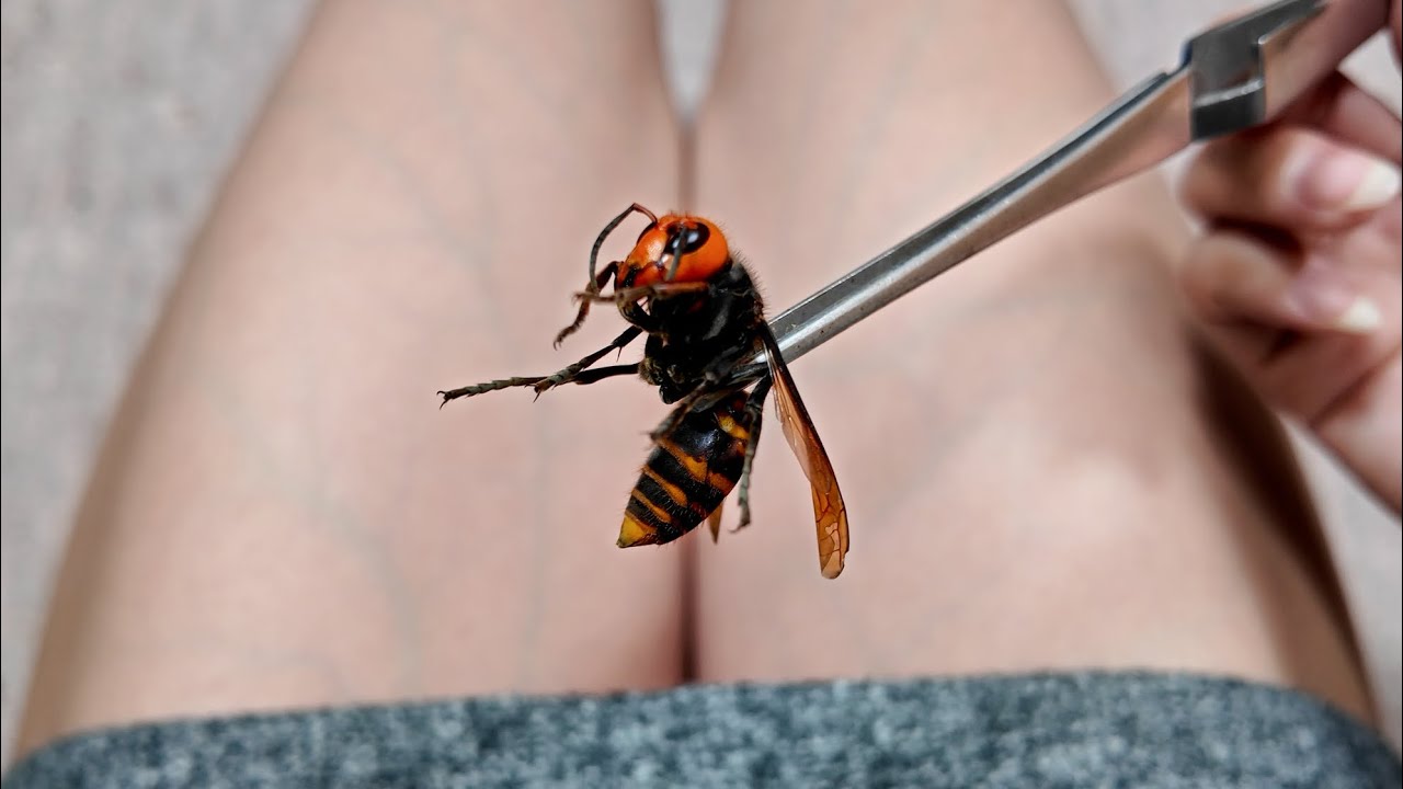 Something terrible happened to the long-lived giant hornet - YouTube