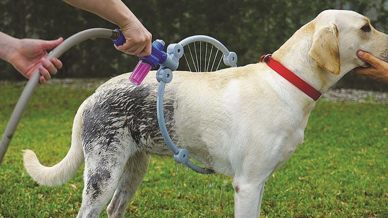 INSANE Pet Toys & Gadgets You Must Have | MUST HAVE GADGETS FOR YOUR PETS