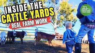 Inside a Real Cattle Yard 🐄 | Sorting, Tagging & Moving Cattle | Australian Farm Life