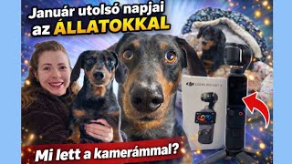 Januári napi vlog az állatokkal 🐶 Mi történt a kamerámmal? 