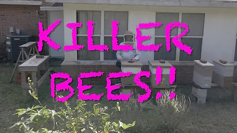 What are Killer Bees?  Can I deal with them?