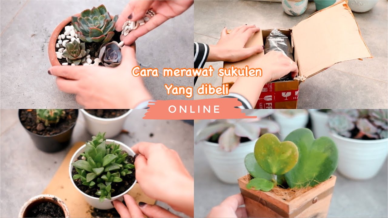 Cara Merawat Sukulen Yang Dibeli Online Repotting Sukulen Youtube