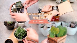 Tanaman Hias Sukulen Sekulen Mini Succulent Kaktus plus Pot Bola Warna SKLN-006-010