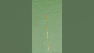 NHỊP PHAO CÁ CHÉP Tín Hiệu Phao Cá Chép Vào ổ