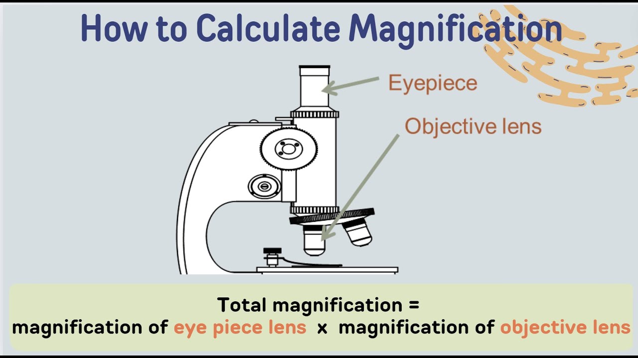 GCSE Biology - Calculating Magnification - YouTube