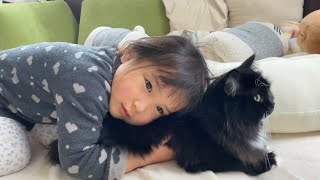雪見をしているうちにモフモフされる　猫　ラガマフィンcat that was touched by daughter while she was watching snow. Ragamuffin.