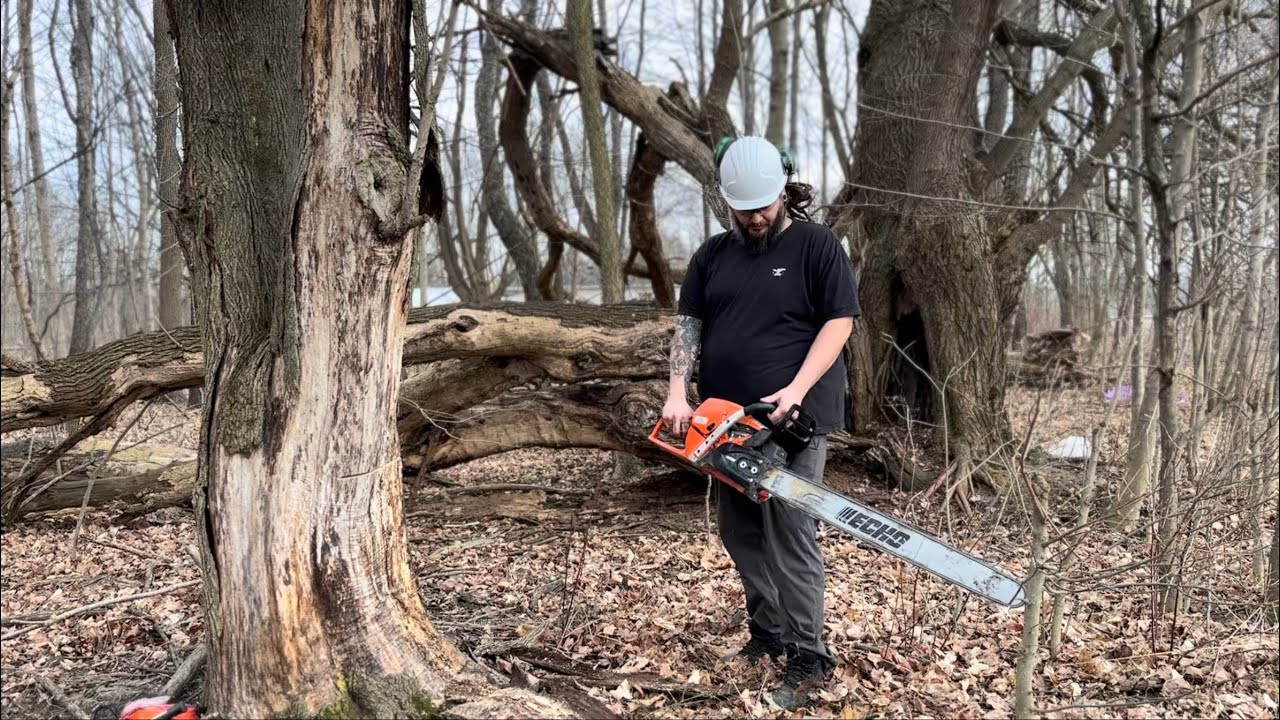 1st time felling a dead tree - YouTube