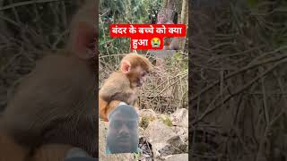 😭😱बंदर के बच्चे को क्या हुआ #funny #monkey #comedy #shortvideo #trandingshorts