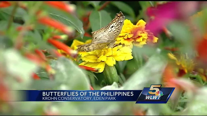 Butterfly exhibit opens at Krohn Conservatory