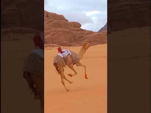 البل شعر يا ذلولي لي ثلاث سنين غايب