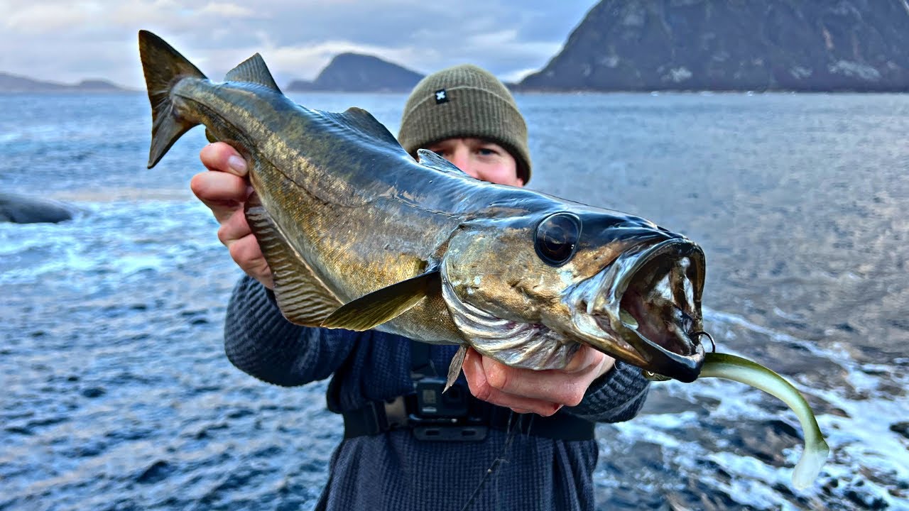 How to catch more and bigger cod and coalfish with soft baits in Norway