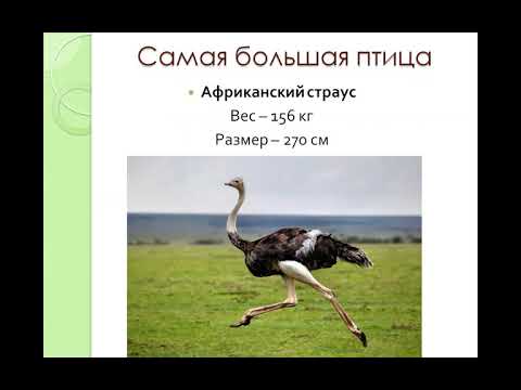 Видео: Можете ли вы переместить растение райской птицы: узнайте о перемещении райской птицы