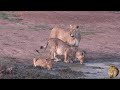 Look At Those Full Bellies! Sweni Lioness And Her Two Thirsty Sub Adult Cubs Drinking Water