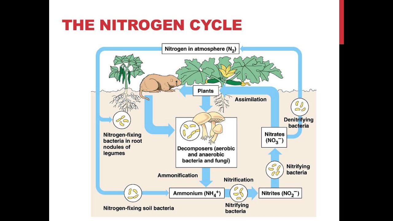 Biogeochemical cycles - YouTube