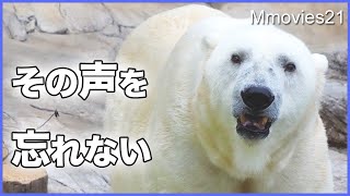 ホッキョクグマ「デナリ」最後に上げた力強い声〜29年の生涯に幕を下ろす~Polar Bear Denali at Maruyama zoo