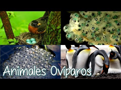 Video: ¿Cuándo se dice que un animal se reproduce poniendo huevos?