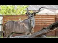 Zoo to You Episode 10: Greater Kudu