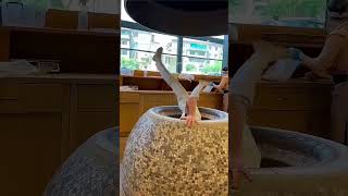 El Peligroso Pan Tradicional de Armenia
