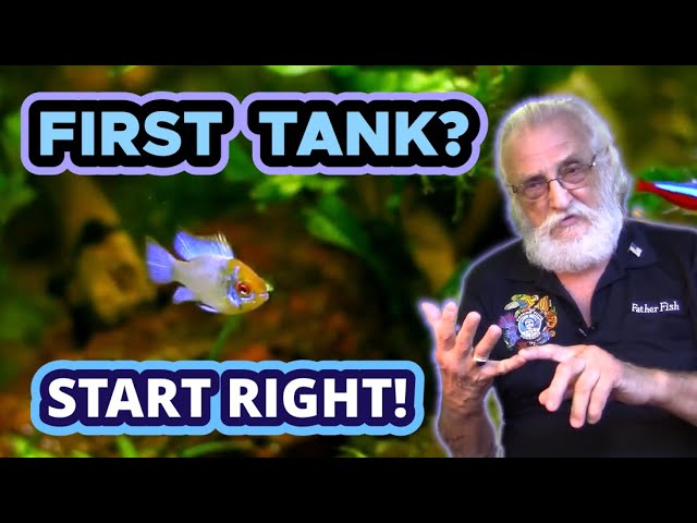 How to Aquascape a Fish Bowl! #Shorts 