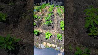 tomato/pepper garden update 3 #shorts #like #comment #subscribe #tomato #pepper #peppers