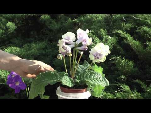 Video: Streptocarpus Dimetris: Maelezo Ya Kuzaliana DS-Moshi Na DS-1290, DS-1755 Na DS-1719, DS-Umilele Na Aina Zingine