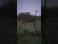 Peaceful Deer Grazing in the Jungle 🌿🦌 | Rare Wildlife Moment” #deerhunting #animals #harehunting🦌🌿