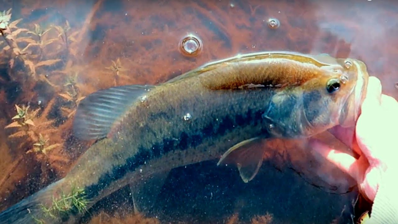 BIG BASS in VANCOUVER Fishing Finesse Worms for Largemouth Bass! YouTube