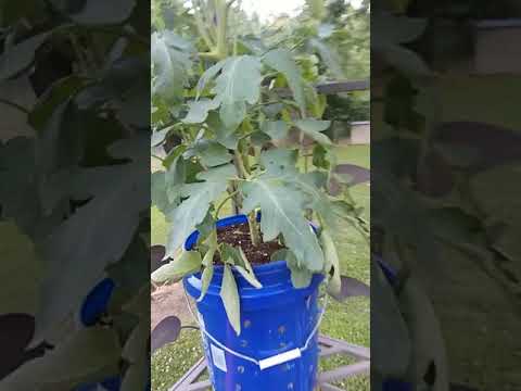 tomato growing 5