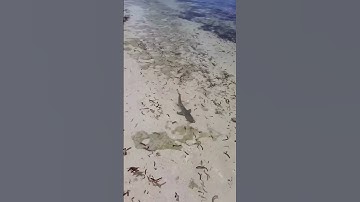 Pha Thoát Khỏi Cá Lớn #fishing #amazing #batca #cauca365 #short