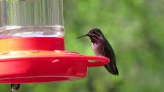 Calliope Hummingbird - Redding, California
