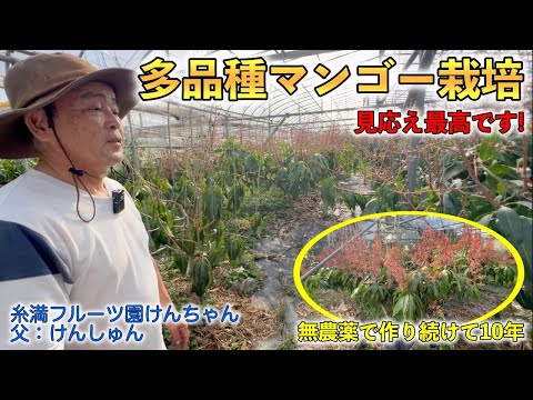 Mangoes grown without pesticides] With over 10 years of