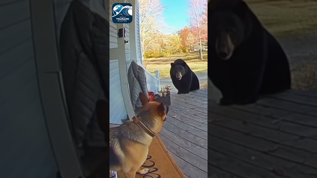 Храбрая собака спасла хозяина от медведя на крыльце (снято на камеру Ring)