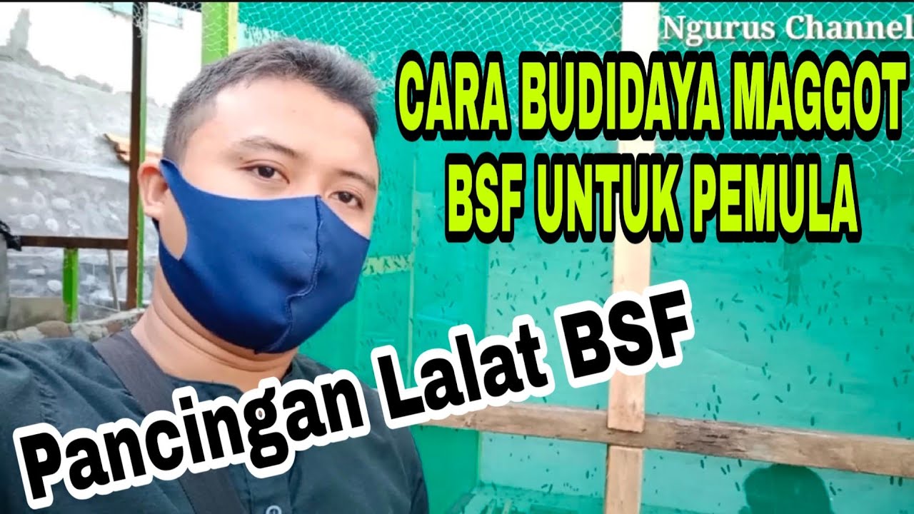 CARA BUDIDAYA MAGGOT BSF UNTUK PEMULA 