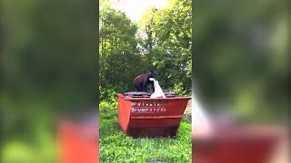Black Bear Looking for a Snack Part 2 || ViralHog