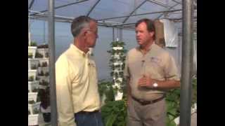 Hydroponics - Greenhouse Concerns