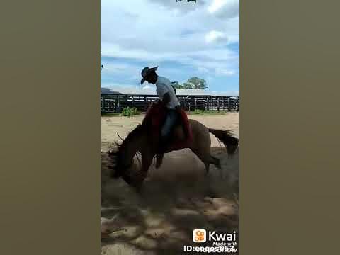 cavalo pulador Pantanal 