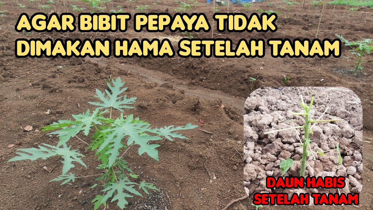 Menanam Bibit pepaya California Agar Aman tidak Dimakan Hama jangkrik , belalang