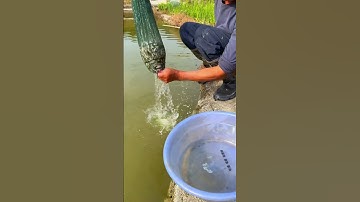 Lồng Bát Quái Ô Dù Gấp Gọn Bẫy Tôm Tép Cá Cua