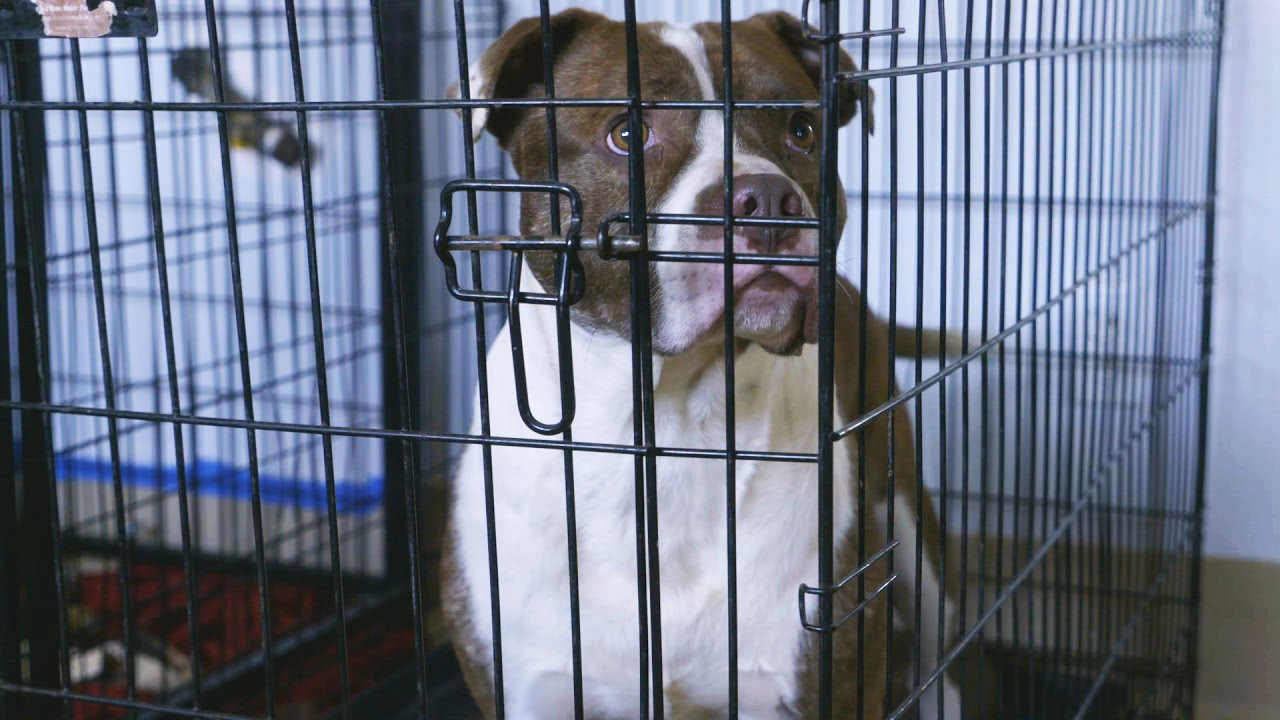 60 Happy Rescue Dogs in One House! YouTube