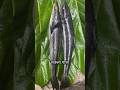 सकल म स फ र य Sakala Fish Fry Cobia Fish Fry Cobia Shorts Viral Trending Reels Cooking 