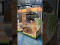Video Image