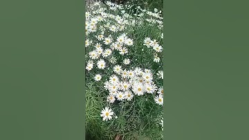 تلاوة عطرة  جمعة مباركة