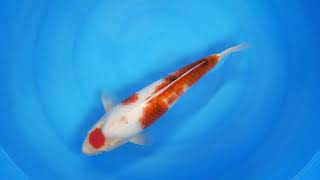 Maruten Goromo Marujyu 25Cak71