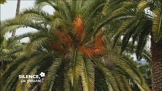 Visite du jardin de la villa Hanbury - Silence, ça pousse !