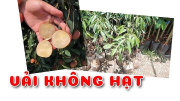 Cây Vải không hạt | 0386569374 - Ngọc Ngân Bến Tre | Chuyên cây độc lạ