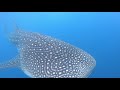 Whale shark  maldives 2019