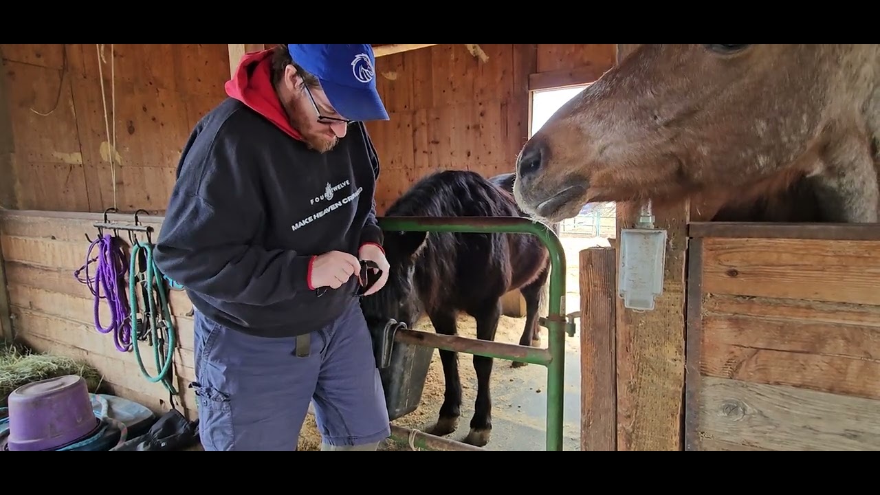 Daniel attaching a small dog collar to Sage's feed box🥰🐎