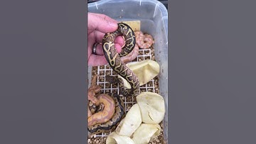 Hurricane Spotnose Clown x Banana Calico YB Clown! #ballpythonmorphs #royalconstrictordesigns