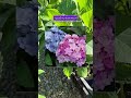 Розовая или голубая?