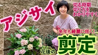 アジサイ 紫陽花 の剪定方法 花後のお手入れ 育て方 グリーンオフィスベルデ 関西弁美人親子のガーデニング教室 このやり方で切り 来年も綺麗に咲かせて下さいね Youtube